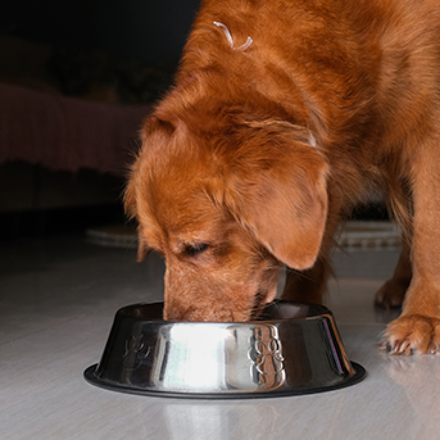 Perro criollo comiendo de su plato-1.jpg